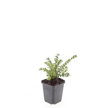 Lonicera nit. 'Maigrün' Pot 9 cm