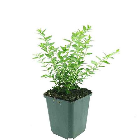 Lonicera nit. 'Maigrün' Pot 9 cm