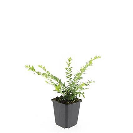 Lonicera nit. 'Maigrün' Pot 9 cm