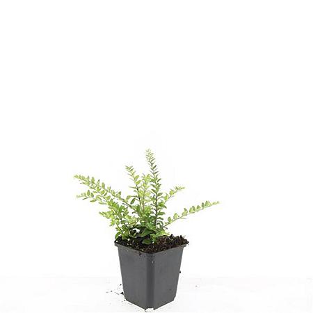 Lonicera nit. 'Maigrün' Pot 9 cm