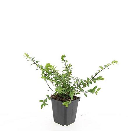 Lonicera nit. 'Maigrün' Pot 9 cm