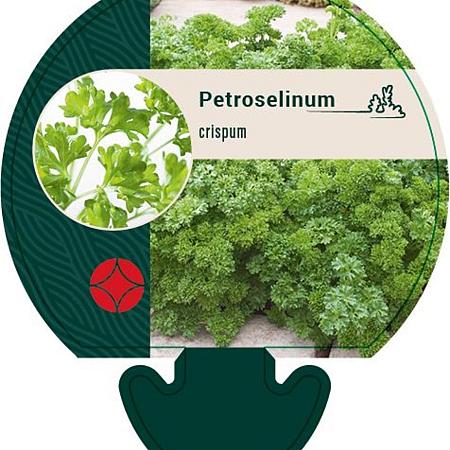 Petroselinum crispum Pot 9 cm