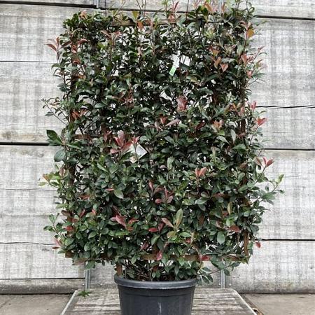 Photinia fraseri 'Robusta Compacta' Scherm 110x160 (BxH)