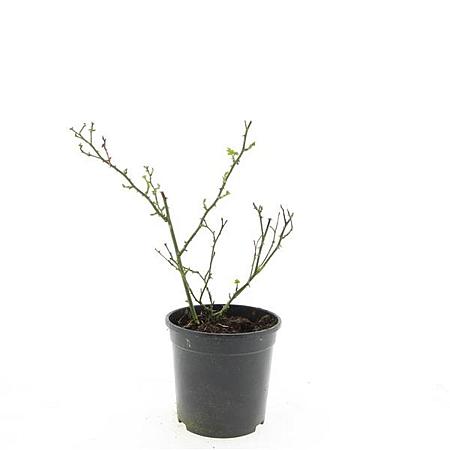 Rosa (P) 'Rote The Fairy' Pot 1,5 liter