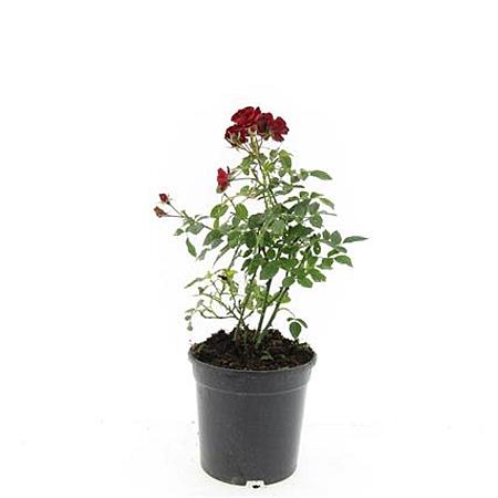 Rosa (P) 'Rote The Fairy' Pot 1,5 liter