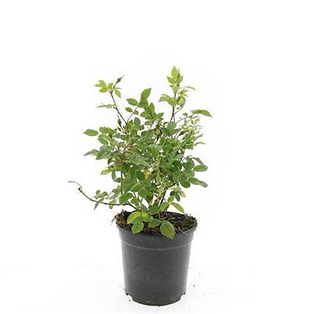 Rosa (P) 'Rote The Fairy' Pot 1,5 liter