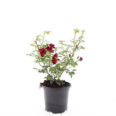 Rosa (P) 'Rote The Fairy' Pot 1,5 liter