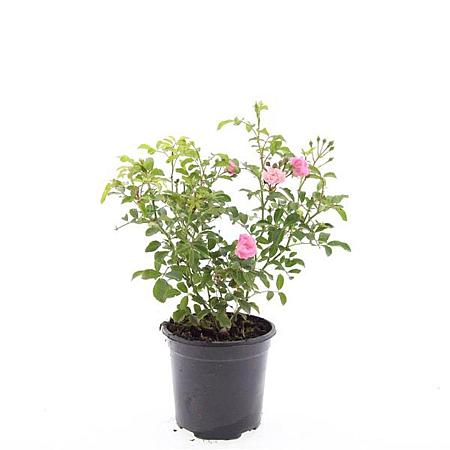 Rosa (P) 'The Fairy' Pot 1,5 liter