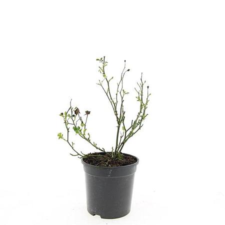 Rosa (P) 'The Fairy' Pot 1,5 liter