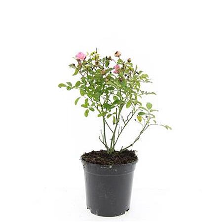 Rosa (P) 'The Fairy' Pot 1,5 liter