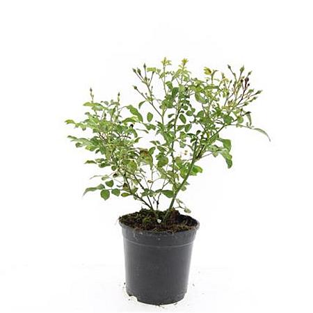 Rosa (P) 'The Fairy' Pot 1,5 liter