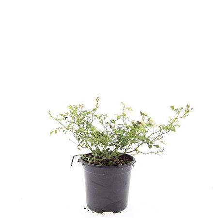 Rosa (M) 'White Fairy' Pot 1,5 liter