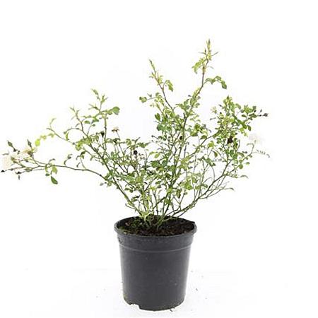 Rosa (M) 'White Fairy' Pot 1,5 liter