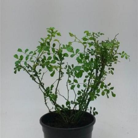 Rosa (M) 'White Fairy' Pot 1,5 liter