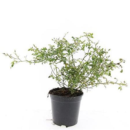 Rosa (M) 'White Fairy' Pot 1,5 liter