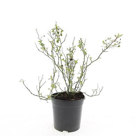 Rosa (M) 'White Fairy' Pot 1,5 liter