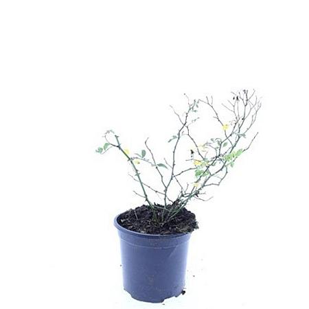 Rosa (M) 'White Fairy' Pot 1,5 liter