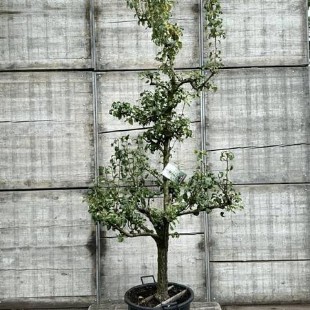 Pyrus c. 'Conference' Pot 65 Liter (Stamomtrek 20-25 cm)