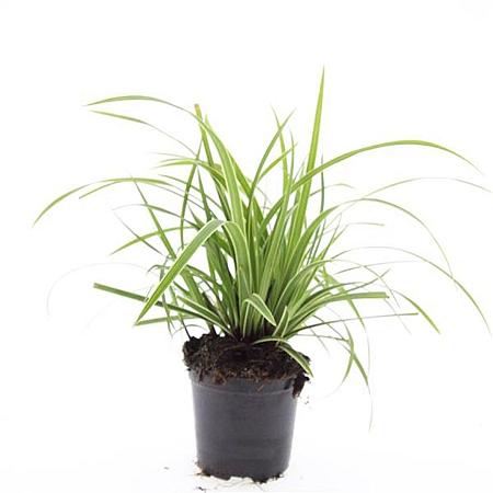 Carex morrowii 'Ice Dance' Pot 1,5 liter