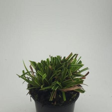 Carex morrowii 'Ice Dance' Pot 1,5 liter