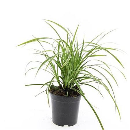 Carex morrowii 'Ice Dance' Pot 1,5 liter