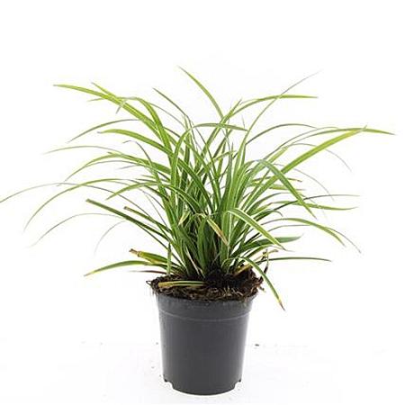 Carex morrowii 'Ice Dance' Pot 1,5 liter