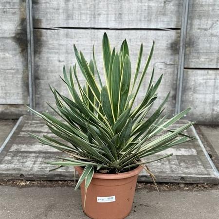 Yucca gloriosa 'Variegata' Pot 20 Liter