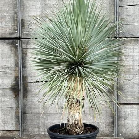 Yucca rostrata Pot 50 Liter stam 50 cm 