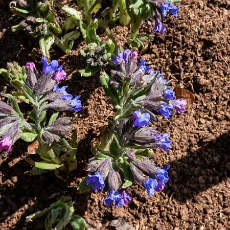 Pulmonaria ang. 'Azurea' Pot 9 cm