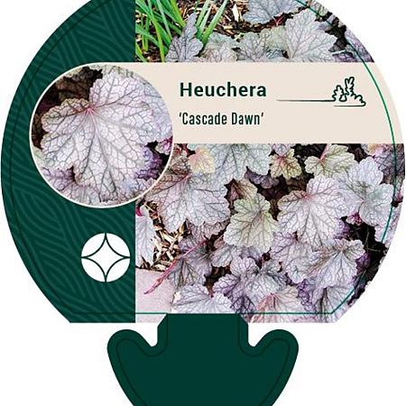 Heuchera 'Cascade Dawn' Pot 9 cm