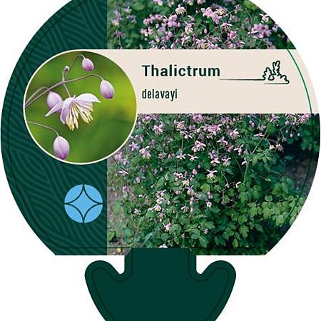 Thalictrum delavayi Pot 9 cm