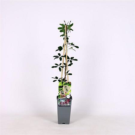 Akebia quinata Pot 2 Liter