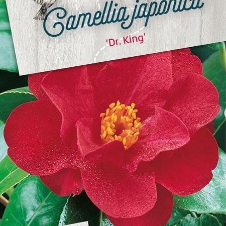 Camellia j. 'Dr King' Pot 7,5 Liter 80 - 100 cm