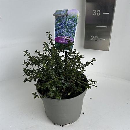 Ceanothus 'Blue Mound' Pot 2 Liter