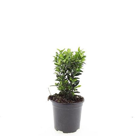 Euonymus jap. 'Green Spire' Pot 1,5 liter