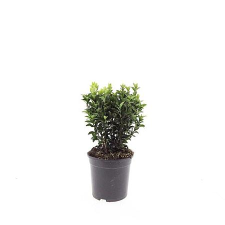 Euonymus jap. 'Green Spire' Pot 1,5 liter