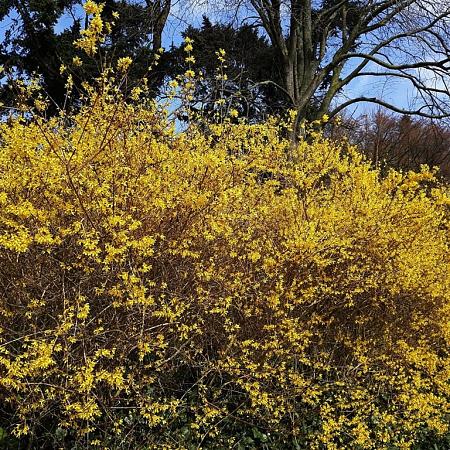 Forsythia int. 'Spectabilis' Pot 7,5 Liter 60 - 80 cm