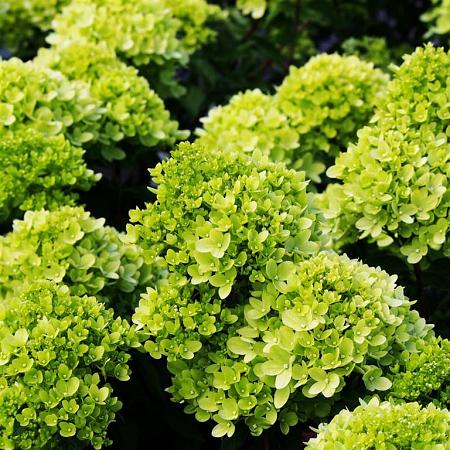 Hydrangea pan. Little Lime Pot 3 Liter 