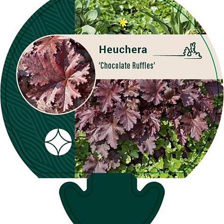 Heuchera 'Chocolate Ruffles' Pot 9 cm