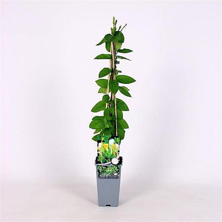 Lonicera jap. 'Hall's Prolific' Pot 2 Liter