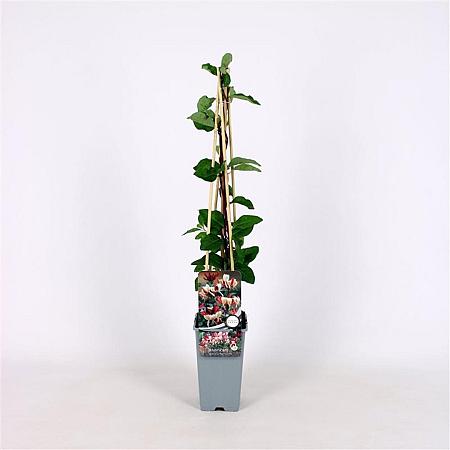 Lonicera periclymenum Pot 2 Liter