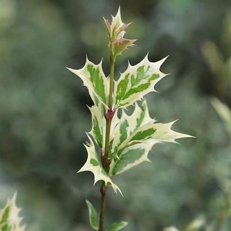 Osmanthus heter. 'Goshiki' Pot 2 Liter