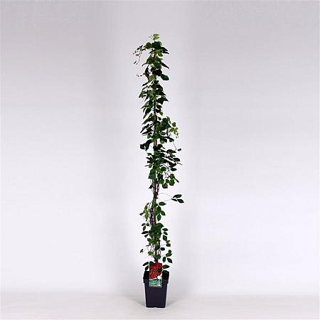 Parthenocissus tr. 'Veitchii' Pot 5 Liter 150 - 175 cm