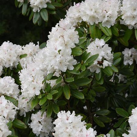 Rhododendron 'Cunningham's White' Pot 12 liter 