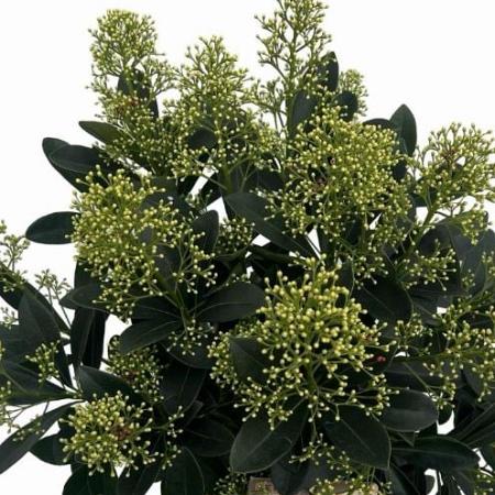 Skimmia j. 'Finchy' Pot 3 Liter 