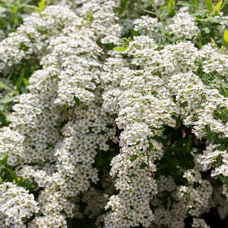 Spiraea cinerea 'Grefsheim' Pot 5 Liter 