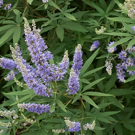 Vitex agnus-castus Pot 7,5 Liter 