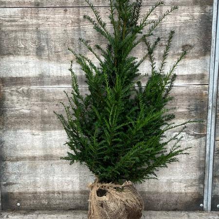 Taxus baccata Kluit 80 - 100 cm