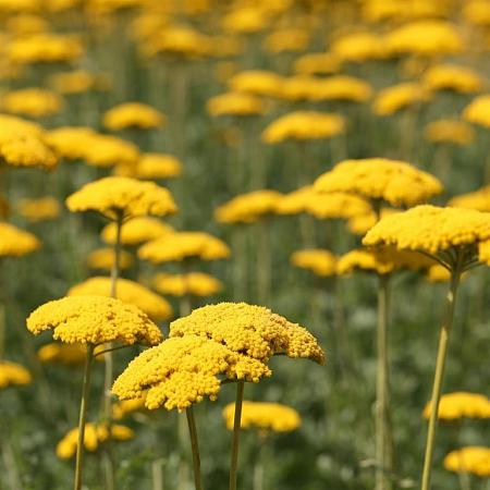 Achillea 'Credo' Pot 9 cm