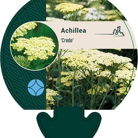 Achillea 'Credo' Pot 9 cm